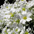 12000 Bulk Seeds Snow In Summer Cerastium Tomentosum