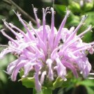 6000 Bulk Seeds Bergamot Wild Bee Balm Monarda Fistulosa