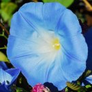 1200 Untreated Seeds Morning Glory Heavenly Blue Ipomoea Tricolor