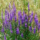 6000 Bulk Seeds Sage Blue Salvia Farinacea