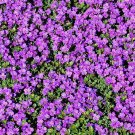 2400 Bulk Seeds Rock Cress Purple Aubrieta Deltoidea