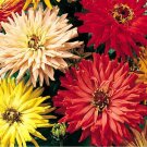 1200 Bulk Seeds Zinnia Cactus Mix Zinnia Elegans
