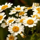 2000 Bulk Seeds Feverfew Tanacetum Parthenium