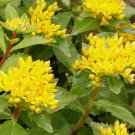 300 Bulk Seeds Sedum Aizoon Stonecrop Sedum Aizoon