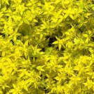 300 Bulk Seeds Sedum Czar'S Gold Stonecrop Sedum Hybridum