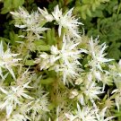 300 Bulk Seeds Sedum Cliff Stonecrop Sedum Glaucophyllum