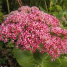 300 Bulk Seeds Sedum Emperor'S Wave Stonecrop Sedum Telephium