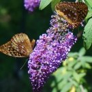 120 Bulk Seeds Butterfly Bush Violet Buddleia Davidii