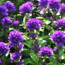 220 Bulk Seeds Bellflower Superba Campanula Glomerata
