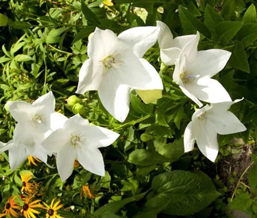 400 Bulk Seeds Balloon Flower White Platycodon Grandiflorus