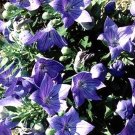 400 Bulk Seeds Balloon Flower Blue Platycodon Grandiflorus