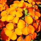 3000 Bulk Seeds Wallflower Siberian Cheiranthus Allionii