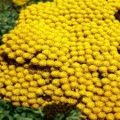 3000 Bulk Seeds Yarrow Gold Achillea Filipendulina
