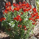 3000 Bulk Seeds Wallflower English Cheiranthus Cheiri