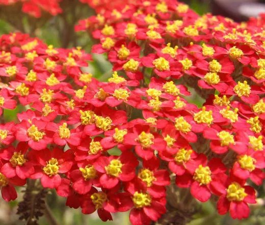 3000 Bulk Seeds Yarrow Red Achillea Millefolium Rubrum