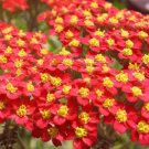 3000 Bulk Seeds Yarrow Red Achillea Millefolium Rubrum