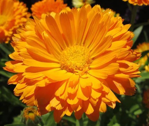5500 Bulk Seeds Calendula Pot Marigold Calendula Officinalis
