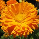 5500 Bulk Seeds Calendula Pot Marigold Calendula Officinalis