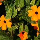 1000 Bulk Seeds Black Eyed Susan Vine Thunbergia Alata