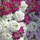 1100 Bulk Seeds Alyssum Paletta Mix Lobularia Maritima