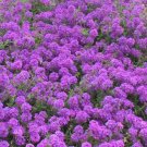 3000 Bulk Seeds Moss Verbena Verbena Tenuisecta