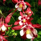 300 Bulk Seeds Columbine Crimson Star Aquilegia Caerulea