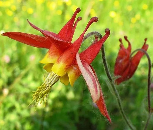 300 Bulk Seeds Columbine Eastern Red Aquilegia Canadensis
