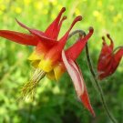 300 Bulk Seeds Columbine Eastern Red Aquilegia Canadensis
