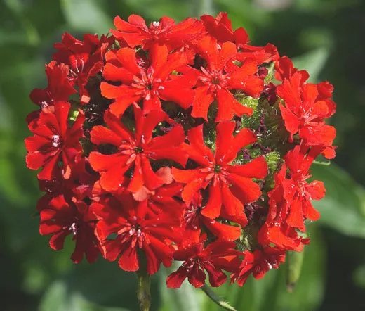 7000 Bulk Seeds Maltese Cross Lychnis Chalcedonica