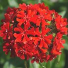 7000 Bulk Seeds Maltese Cross Lychnis Chalcedonica