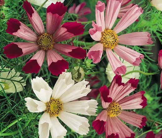 3000 Bulk Seeds Cosmos Sea Shells Cosmos Bipinnatus