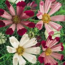 3000 Bulk Seeds Cosmos Sea Shells Cosmos Bipinnatus