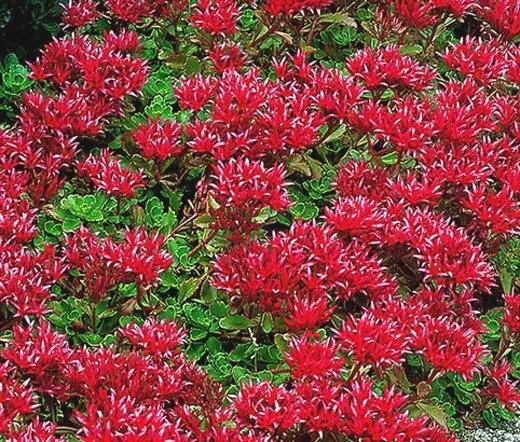 200 Bulk Seeds Sedum Summer Glory Stonecrop Sedum Spurium