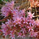 1000 Bulk Seeds Sedum Purple Carpet Stonecrop Sedum Spurium Coccineum