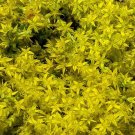 200 Bulk Seeds Sedum Yellow Stonecrop Sedum Ellacombianum
