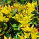 200 Bulk Seeds Sedum Russian Stonecrop Sedum Kamtschaticum