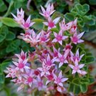 200 Bulk Seeds Sedum Stolon Stonecrop Sedum Stoloniferum