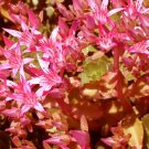 200 Bulk Seeds Sedum Voodoo Sedum Spurium