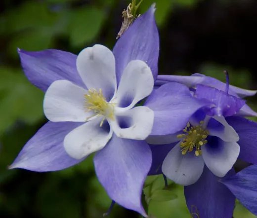 300 Bulk Seeds Columbine Blue Star Aquilegia Caerulea