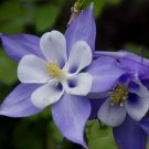 300 Bulk Seeds Columbine Blue Star Aquilegia Caerulea