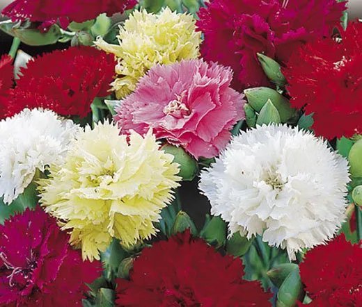 120 Bulk Seeds Carnation Chabaud Mixed Colors Dianthus Caryophyllus