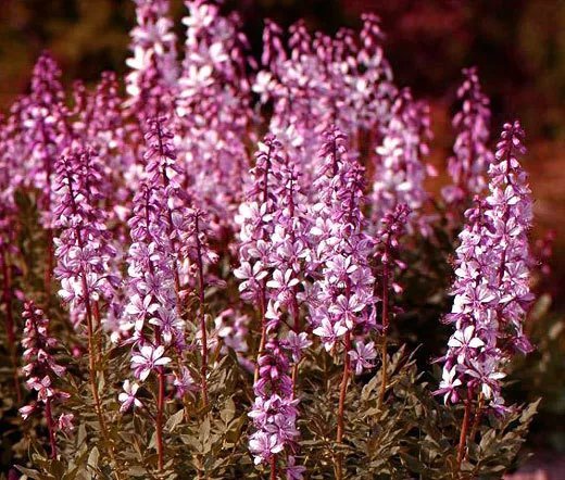60 Bulk Seeds Burning Bush Dictamnus Fraxinella