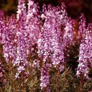 60 Bulk Seeds Burning Bush Dictamnus Fraxinella