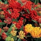 30 Bulk Seeds Butterfly Weed Gay Butterflies Asclepias Tuberosa
