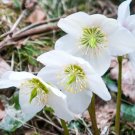 50 Bulk Seeds Christmas Rose Helleborus Niger