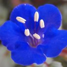 1200 Bulk Seeds California Bluebell Phacelia Campanularia