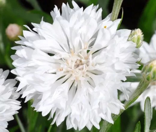 3000 Bulk Seeds Cornflower White Tall Centaurea Cyanus