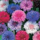 3000 Bulk Seeds Cornflower Polka Dot Mixed Colors Dwarf Centaurea Cyanus