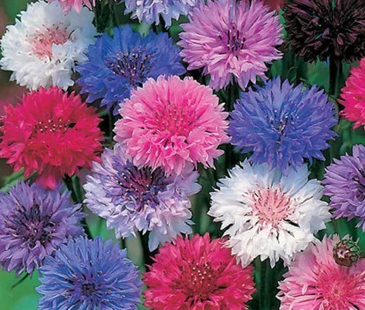 3000 Bulk Seeds Cornflower Polka Dot Mixed Colors Tall Centaurea Cyanus