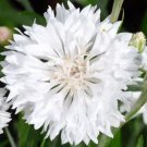 3000 Bulk Seeds Cornflower White Dwarf Centaurea Cyanus